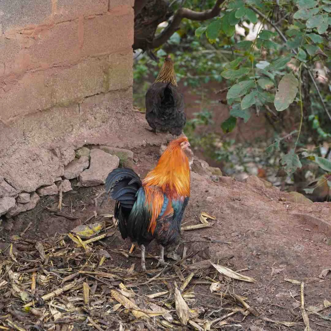 【云南宣威农村土鸡】现场售卖 宣威倘塘农家散养土鸡