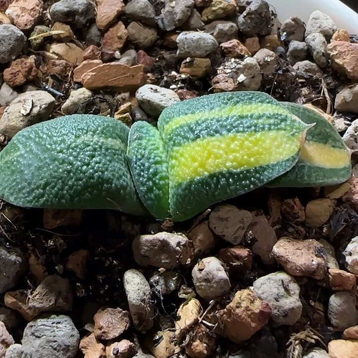 宽短厚凸釉卧牛锦，免费寄养