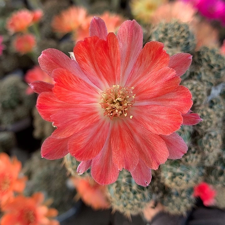 1008 侧芽自根丽花6厘米盆
