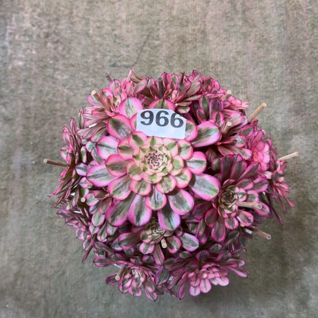 不**续966！白月光法师多肉植物