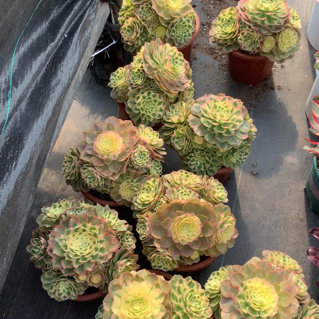 粉钻19.9朵朵朵朵朵朵