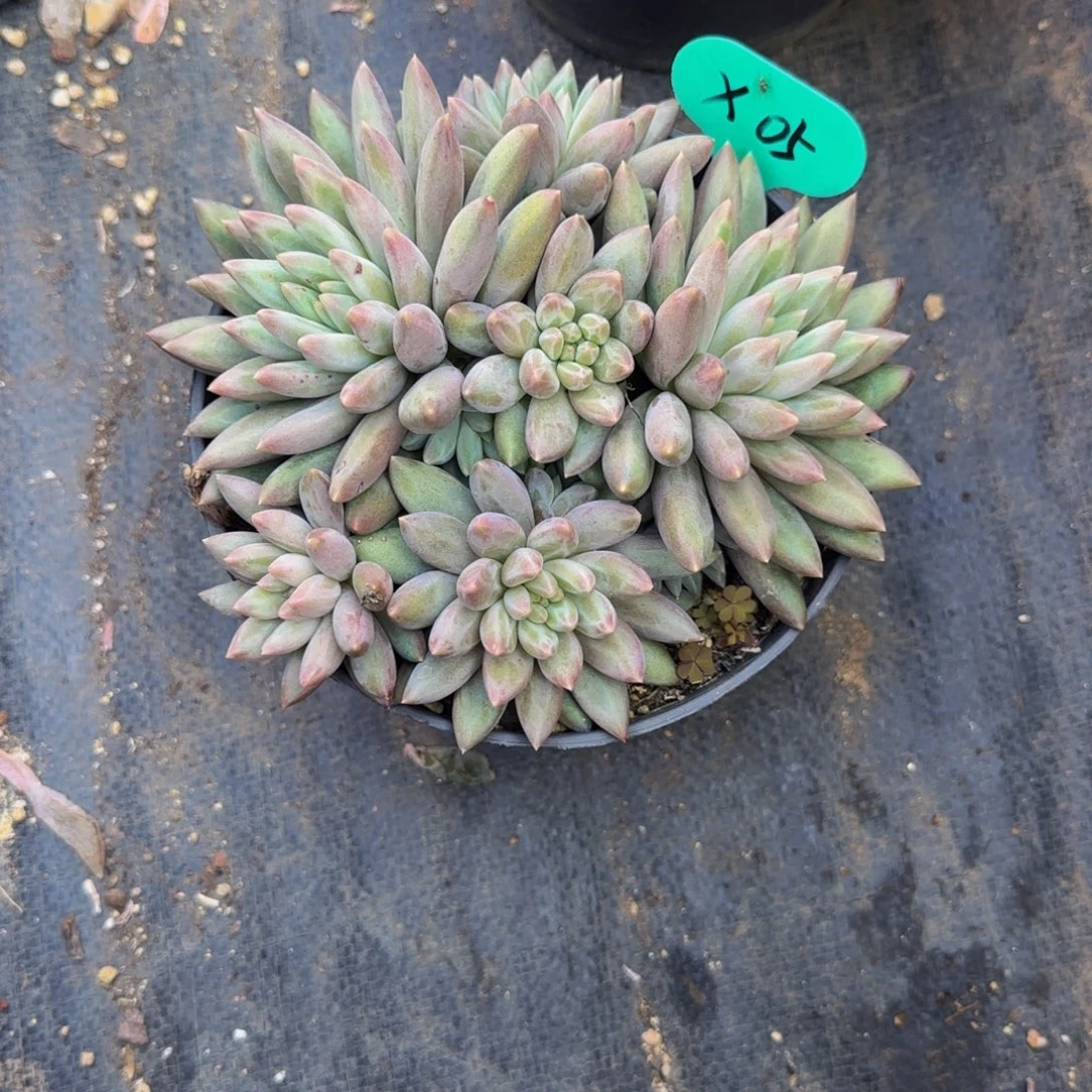 k***嘿X05红蜻蜓啊啊啊啊