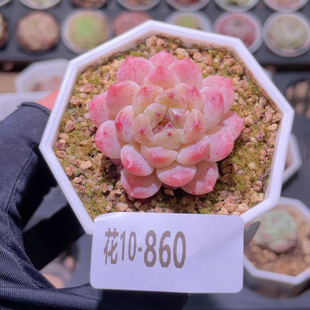 花利美10-860秘境冰魄