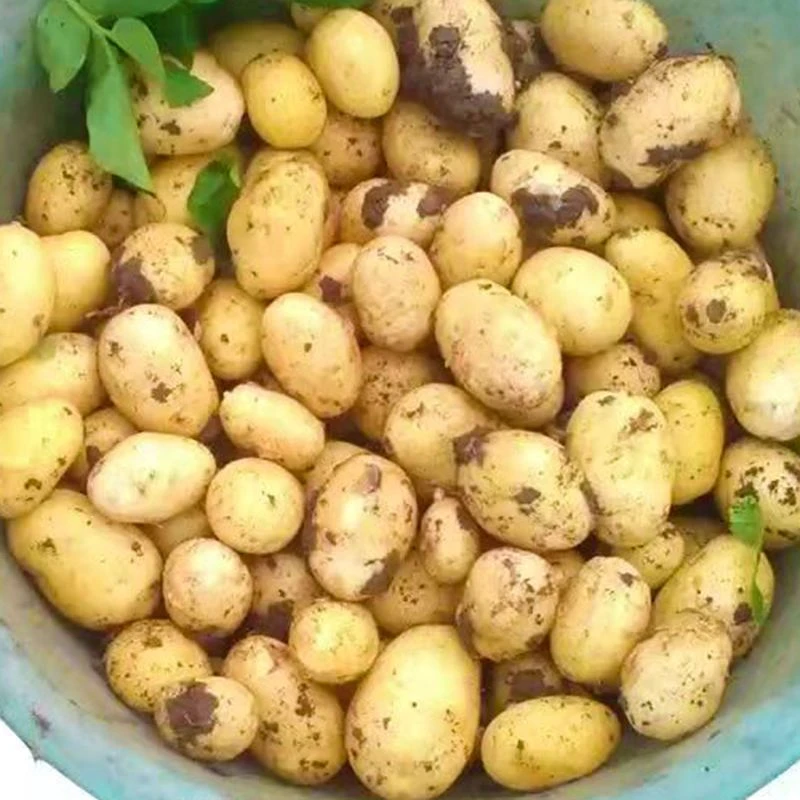 湘西农家黄心小土豆
