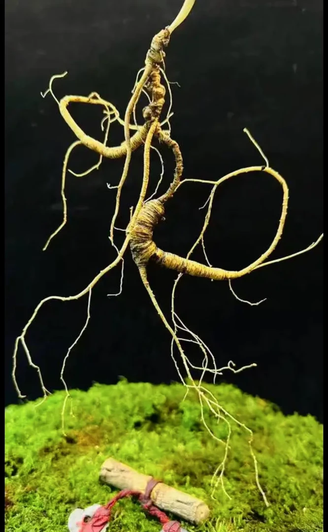 @长白山林下参改价链接3号链接