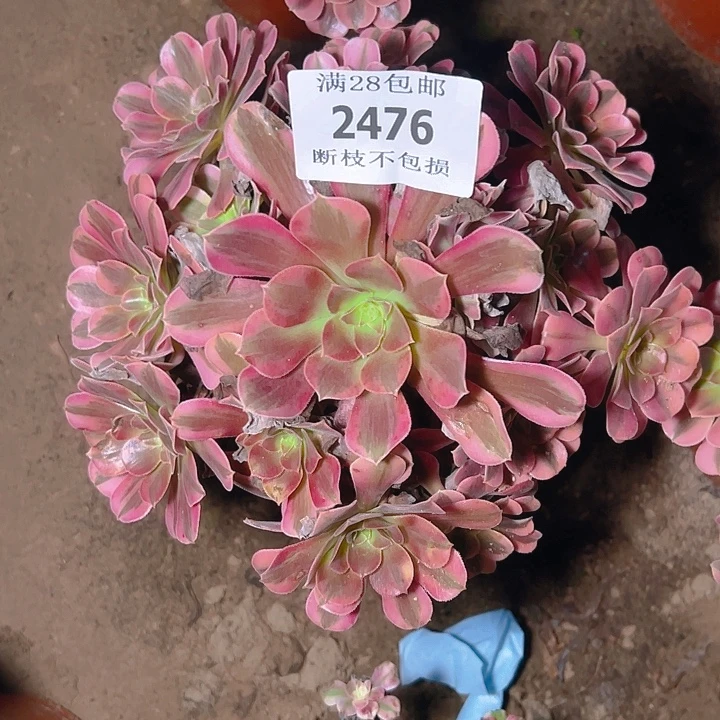 2476美杜莎多肉植物