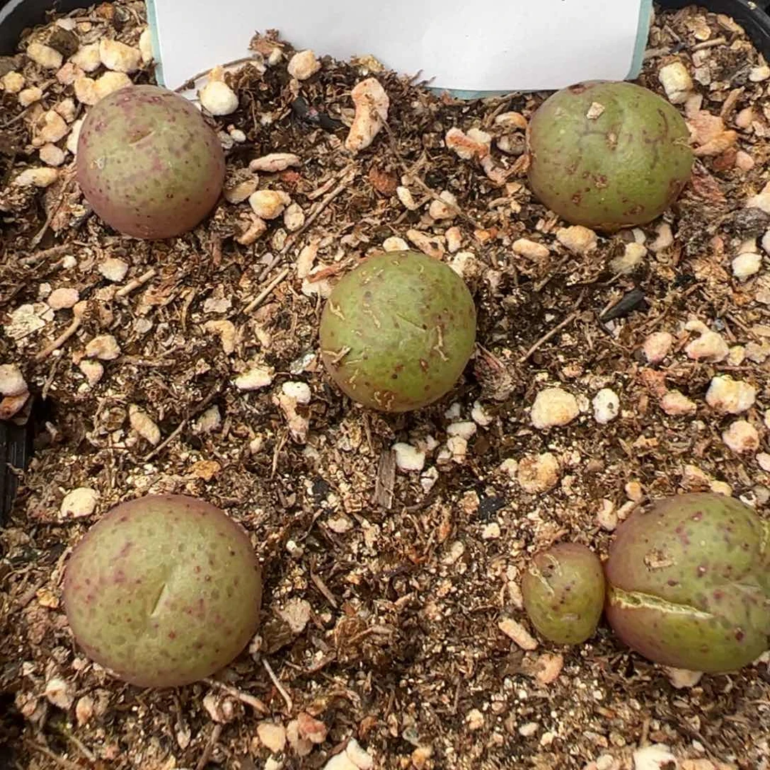 19-98猴脸多肉植物大战