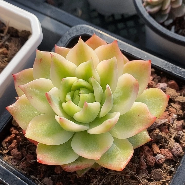 凌镜腹轮锦青草绿
