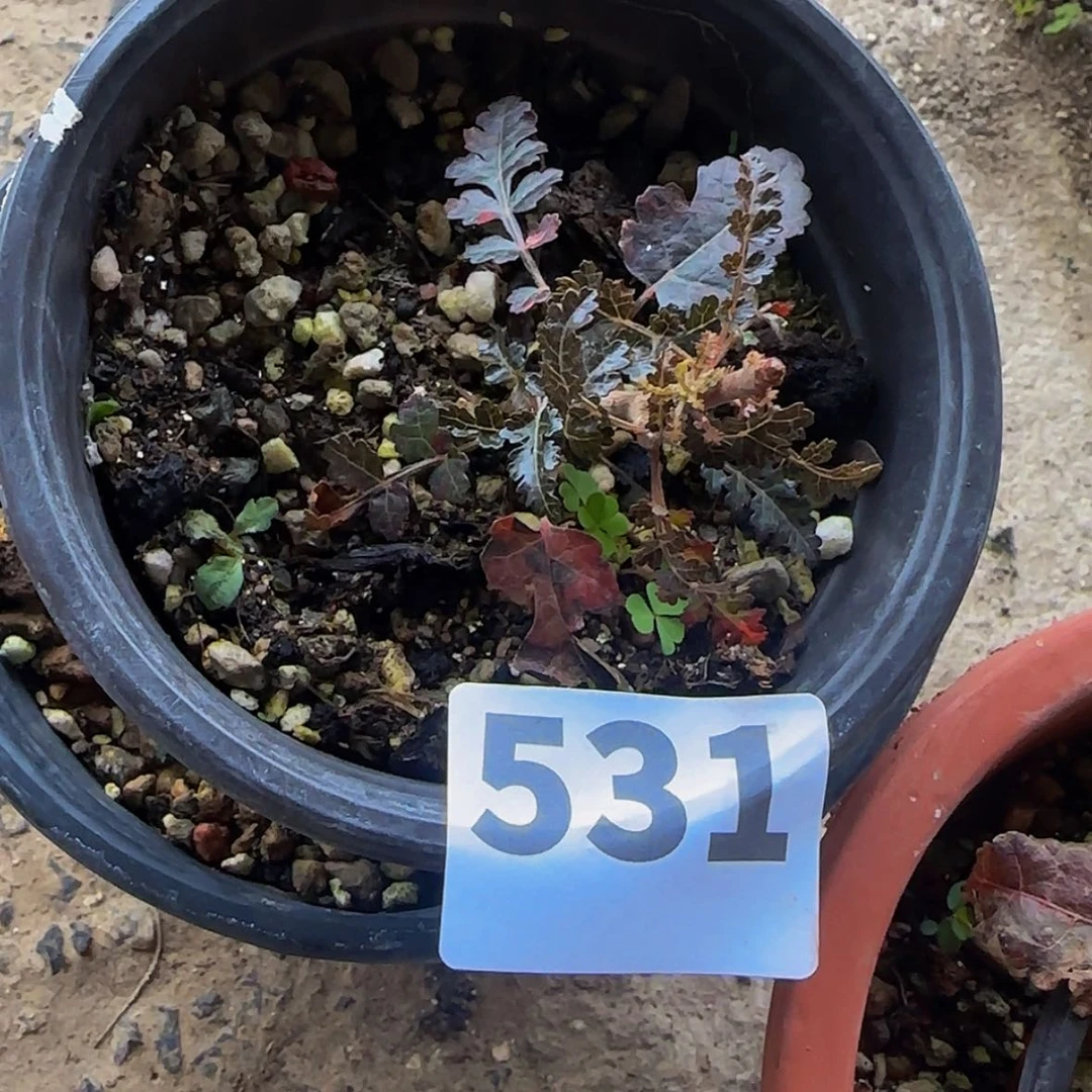 【闪购商品】用****7块根植物