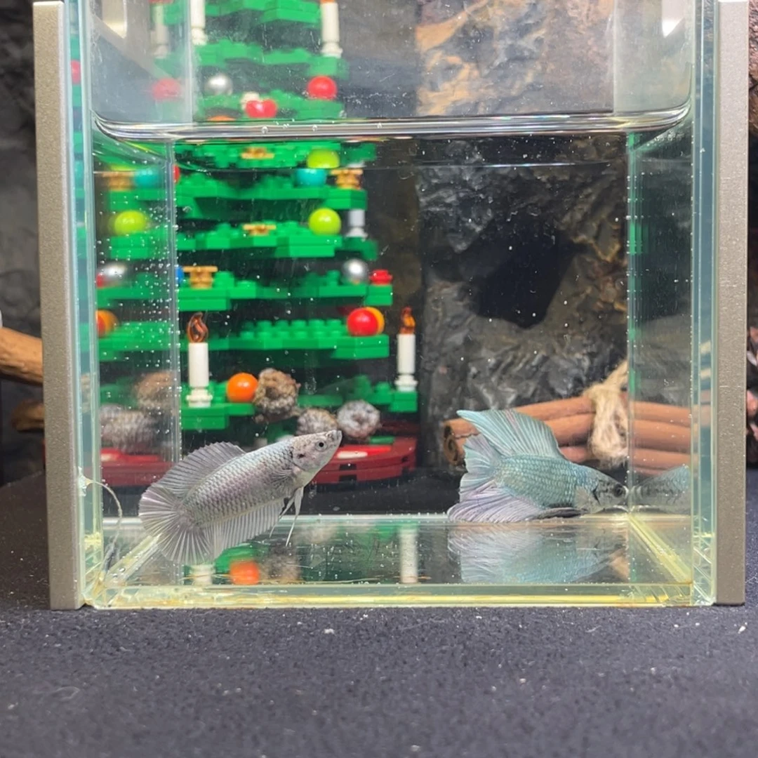 斗鱼十二月十三日竞价