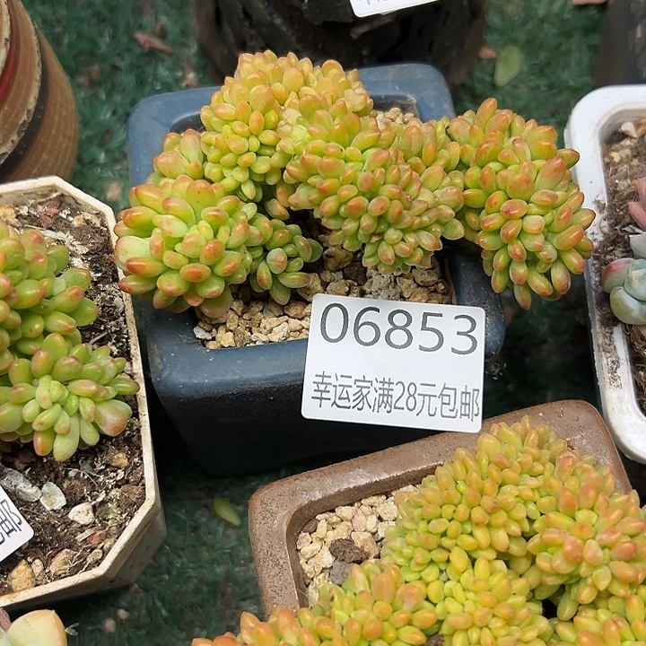 幸运的是我还在努力地
