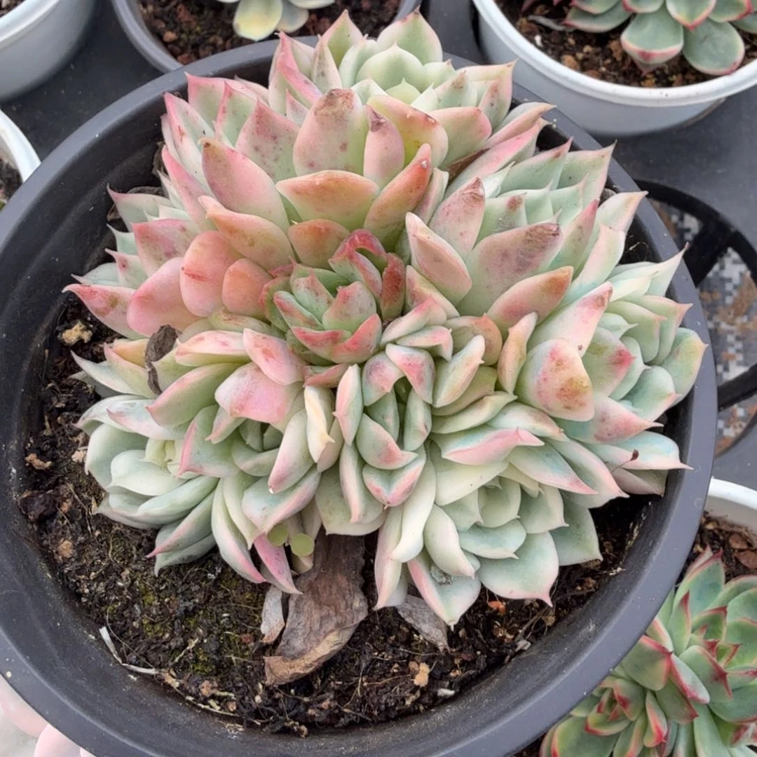 娟*?韩水晶锦粉水晶锦一刻的锦