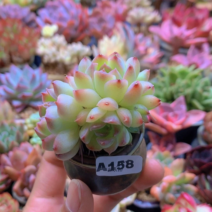 一物一拍含盆土满38包邮A158