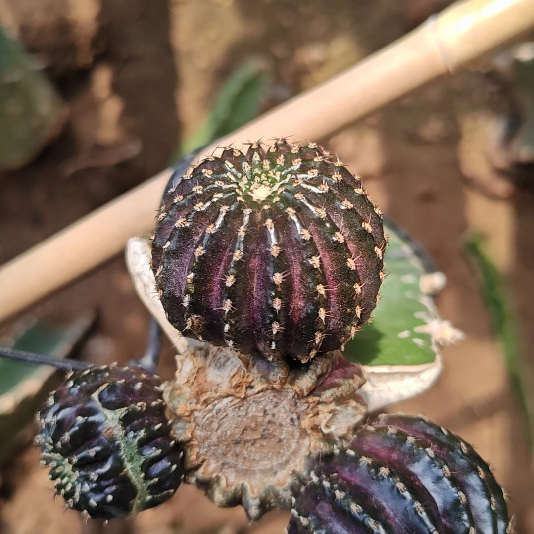 丽花侧芽娜米娜3厘米左右