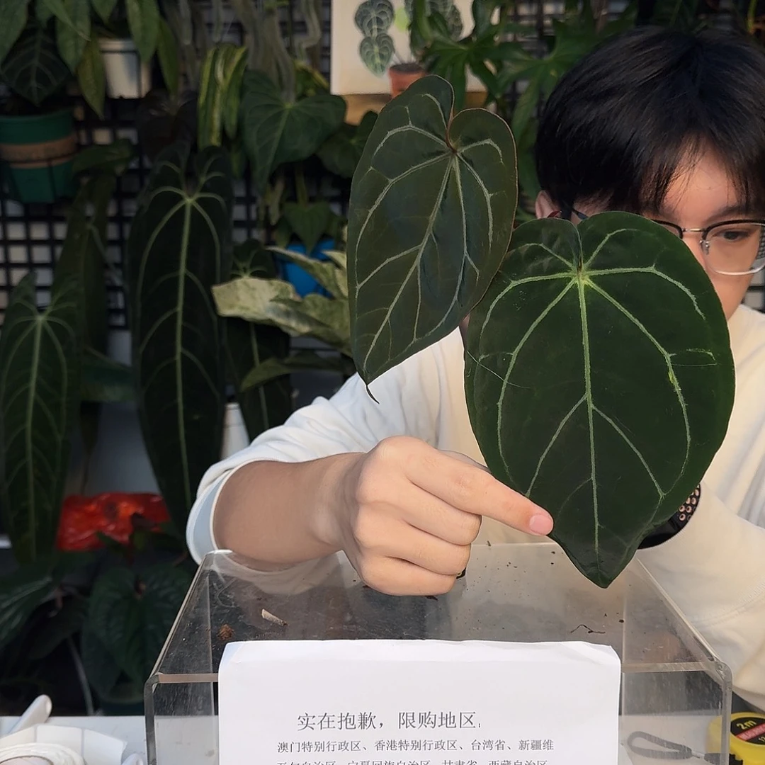 完全开放I163红水晶杂南美水晶