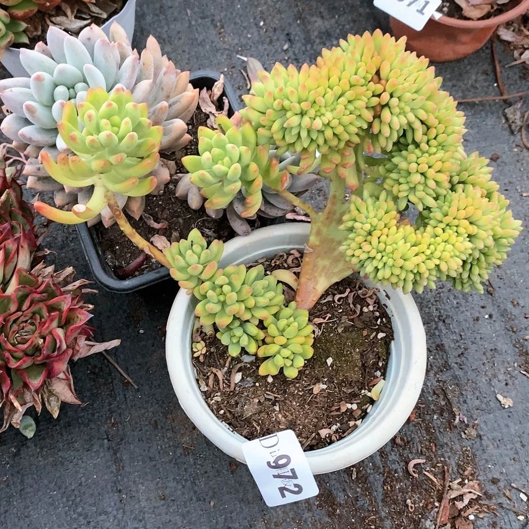 航****?972春萌缀多肉植物