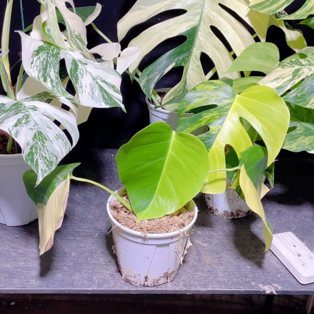 小***哥完全开放006黄龟不包蕉叶和叶损