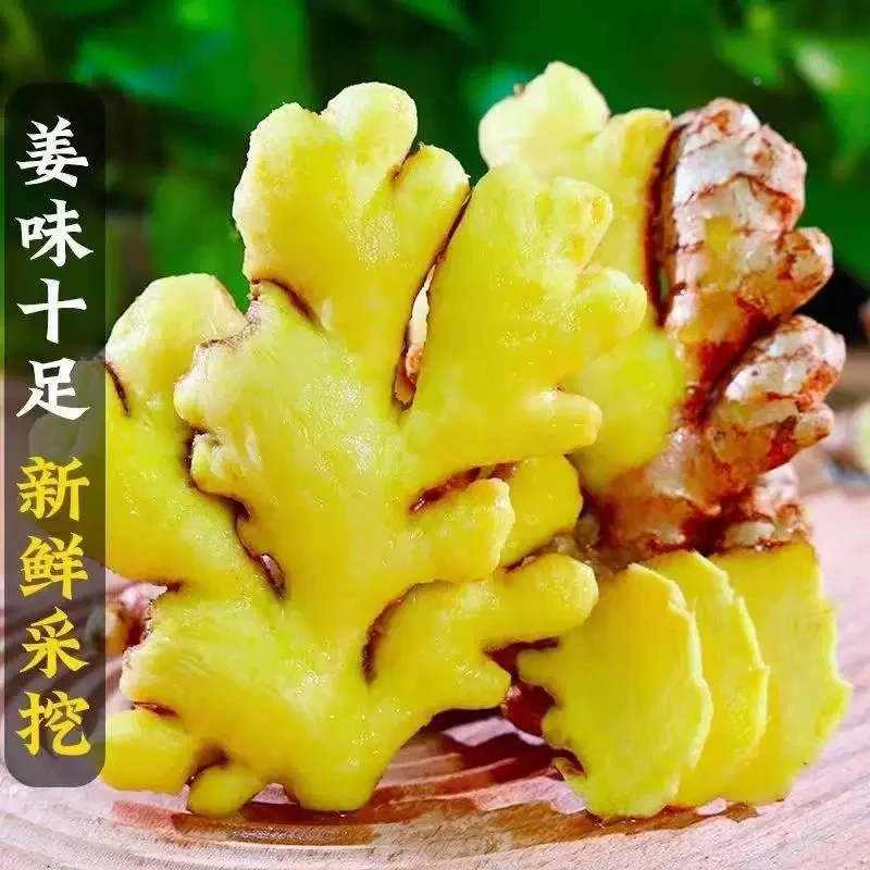 农家自种小黄姜新鲜现挖辛辣正宗生姜老姜贵州嫩生姜仔姜子姜泡菜