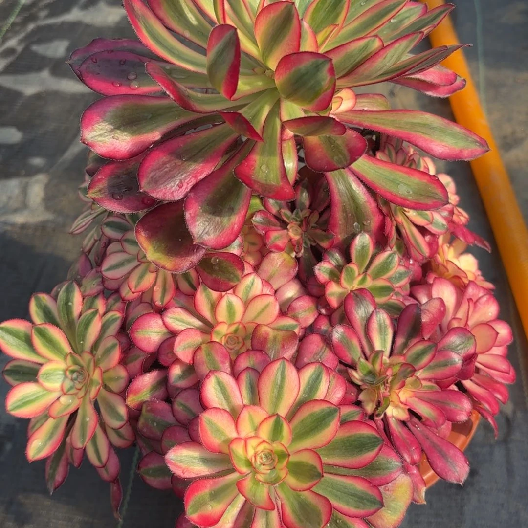 花好月又圆202511