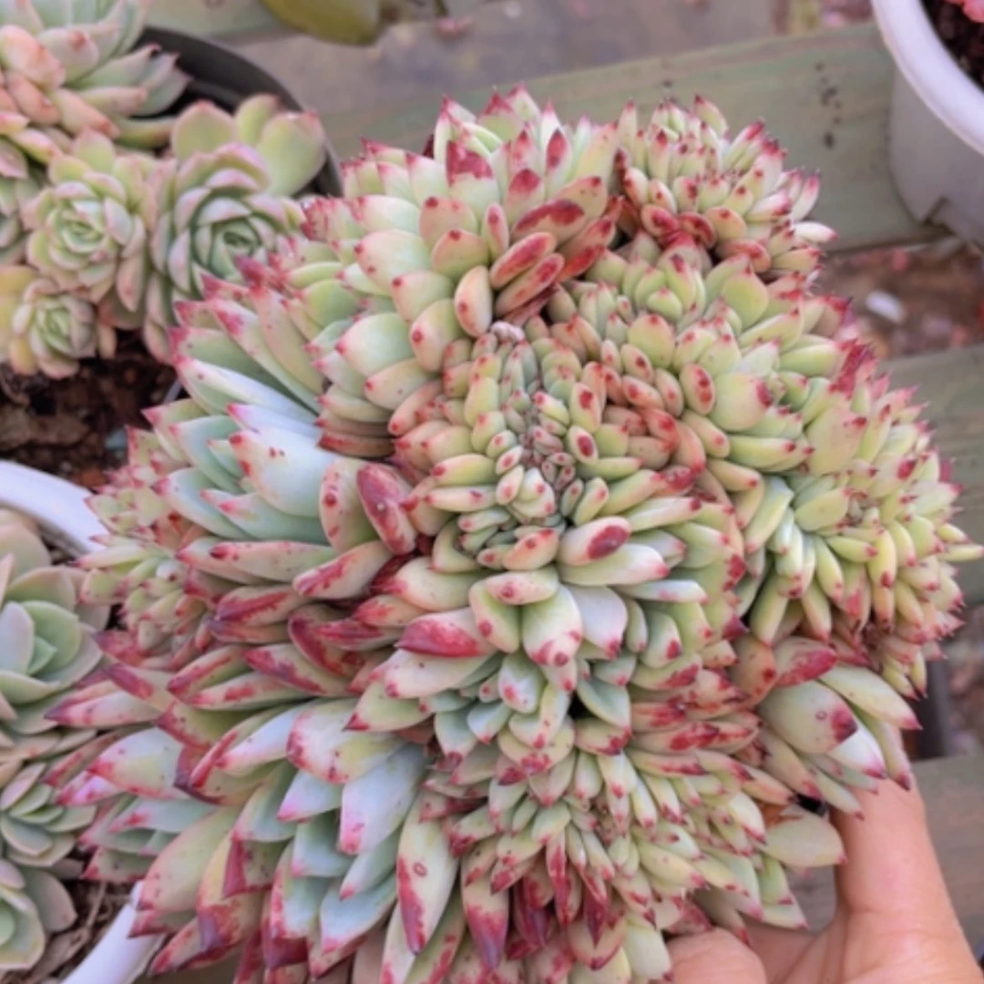 【闪购商品】红拉糖缀0953