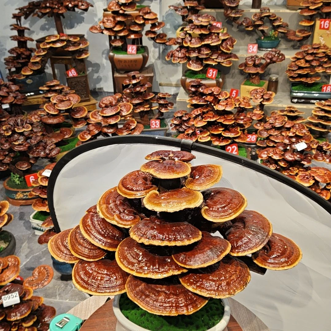 赤灵芝灵芝盆景灵芝花