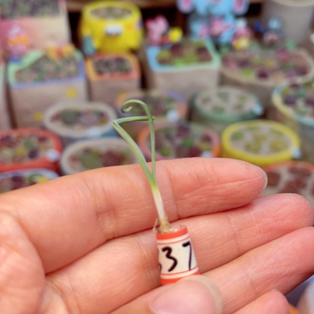 337。88888888888885588