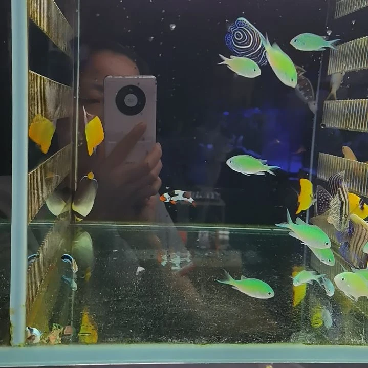 3天青魔和3条海金鱼