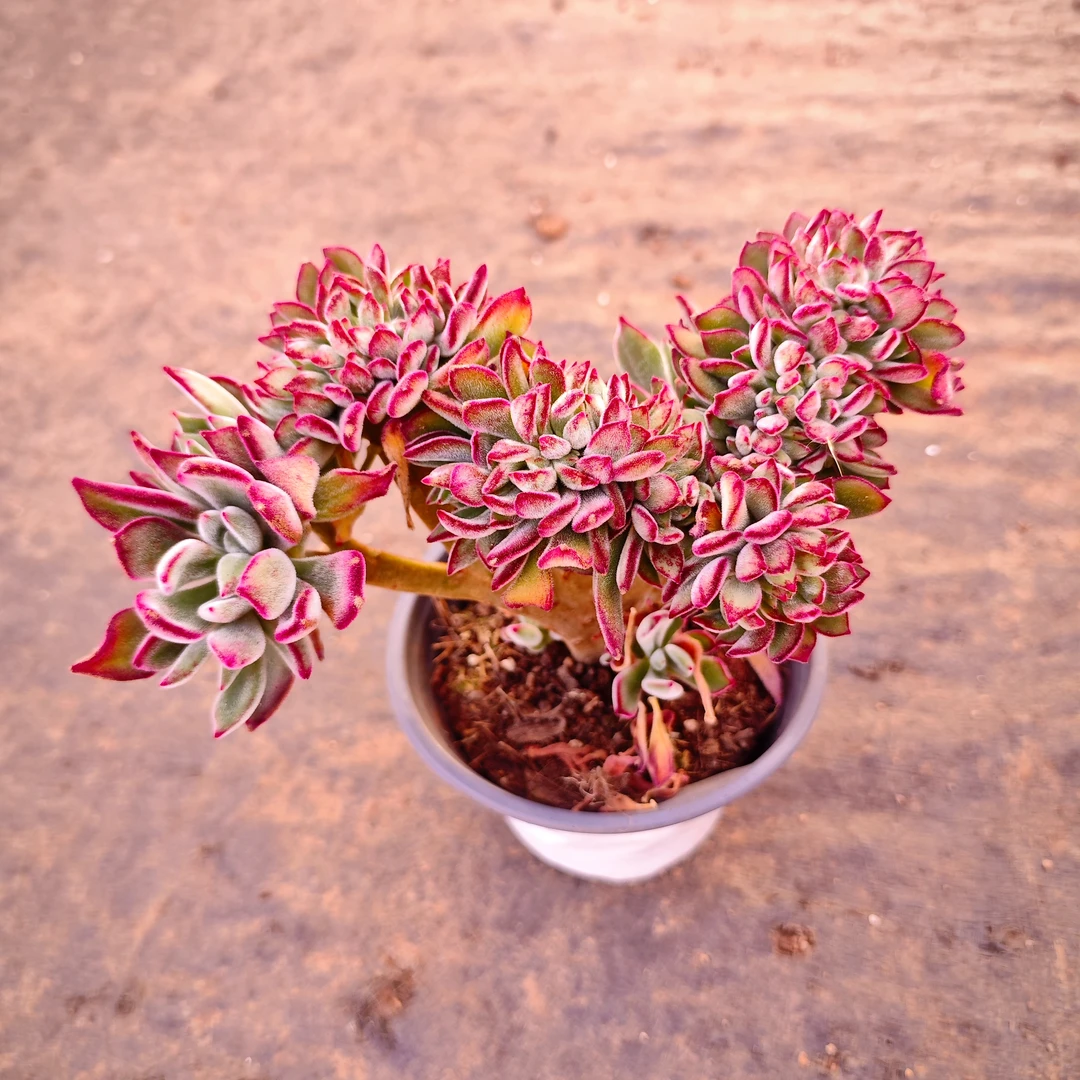 锦晃星缀化120#KY  精品多肉 好看好养新手闭眼入一单也包邮