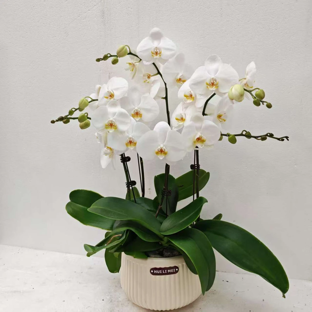 鲜花【大白v3】蝴蝶兰室内种植观赏送礼带花发货