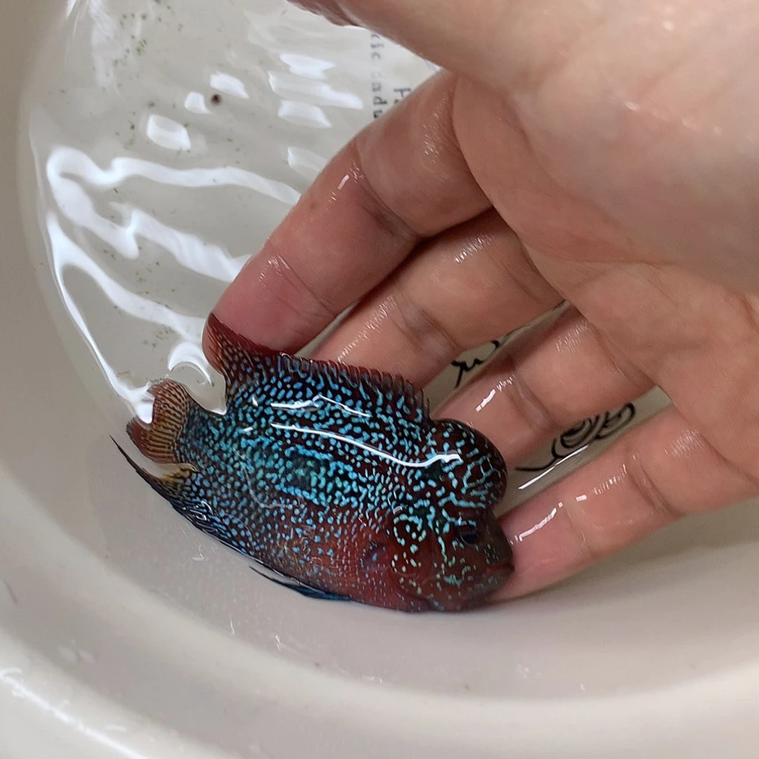 罗汉鱼鱼4楼66666666