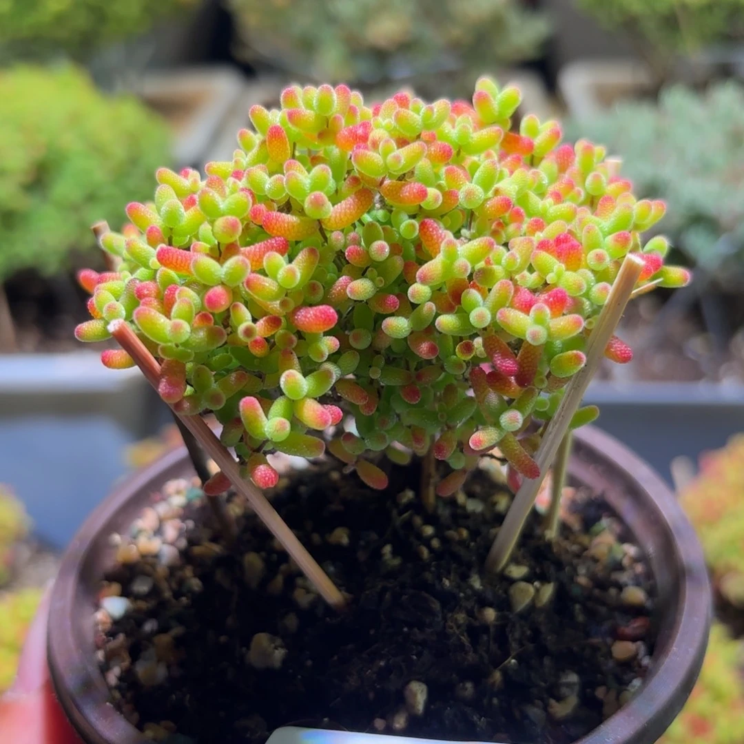 枝干番杏密橘糖球G445