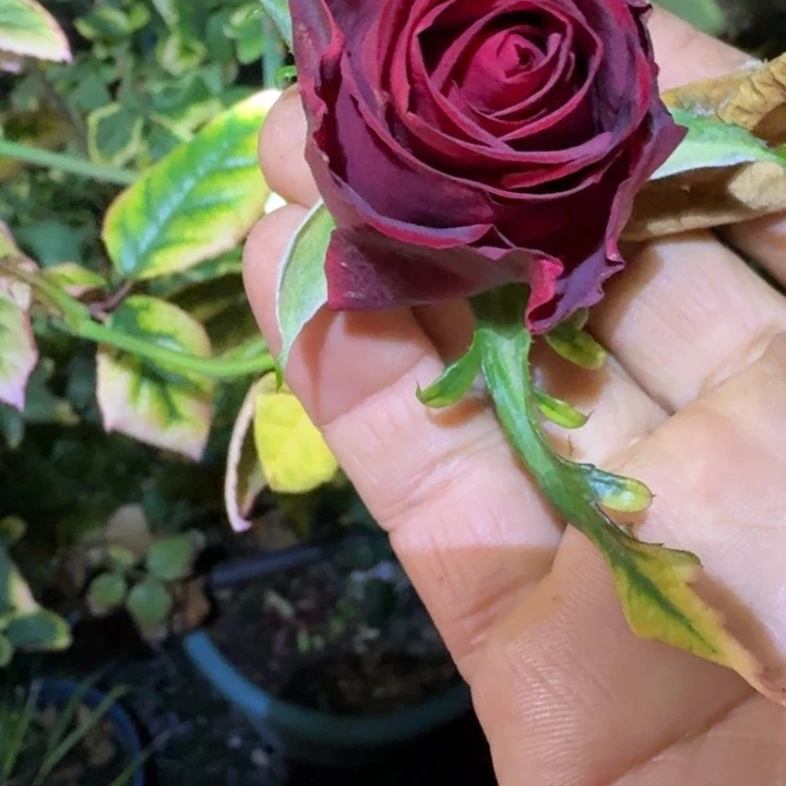 无花朵爱慕根接小苗