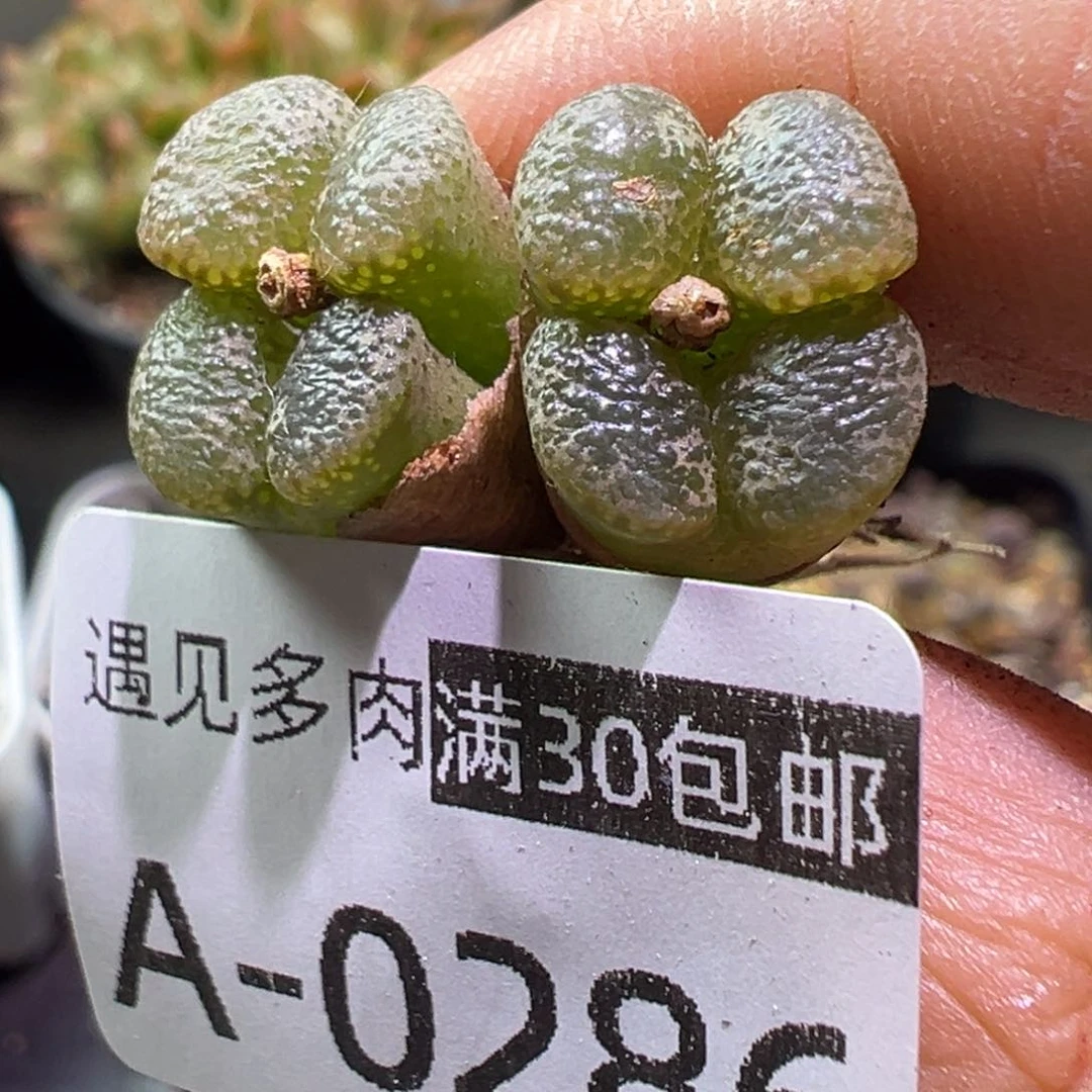 多肉植物11111111111111111