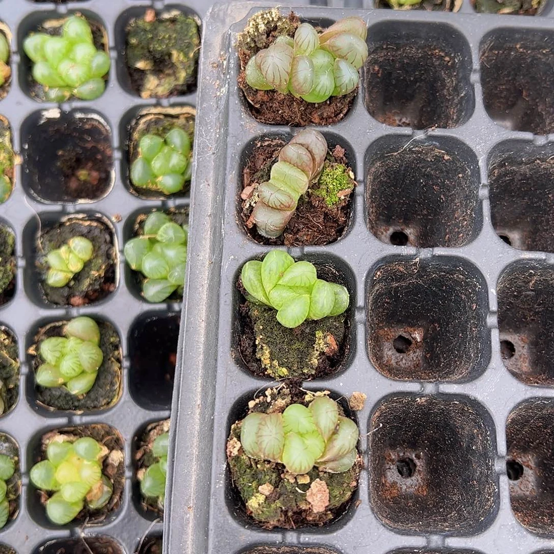 105孔扇子杂15颗量拍