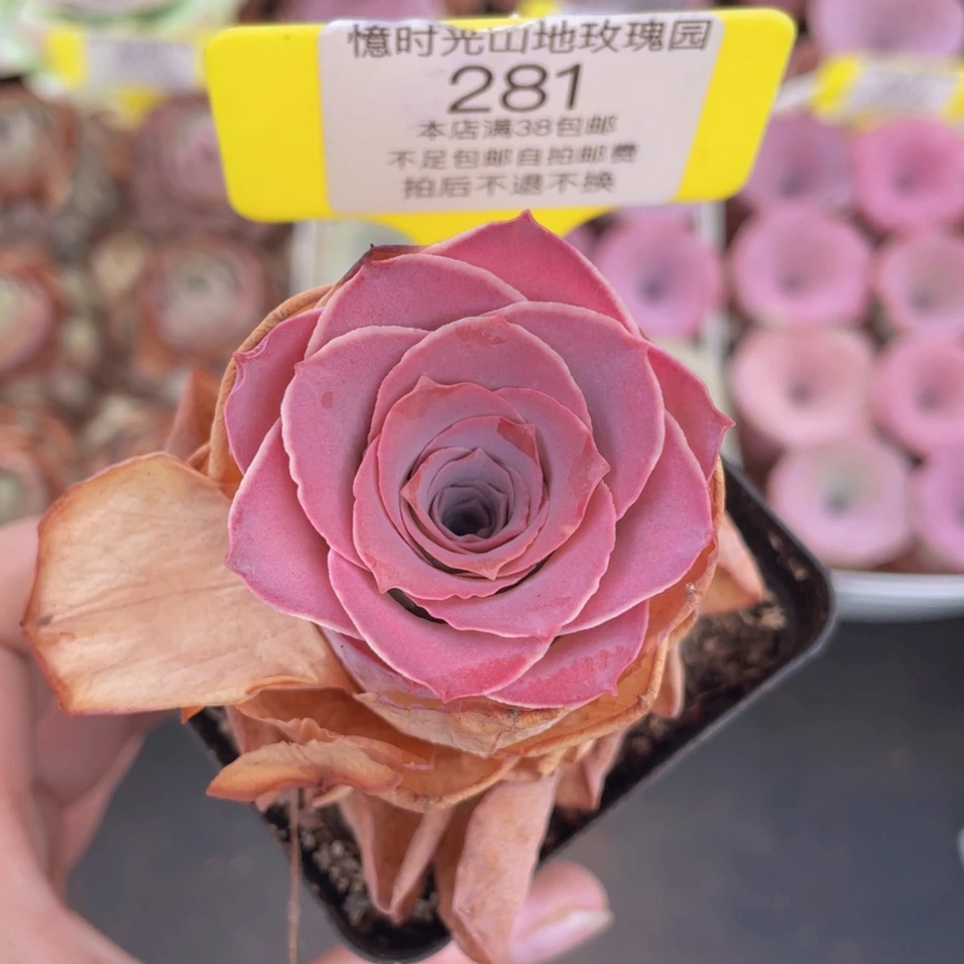 山地玫瑰281满38包邮裸根发货