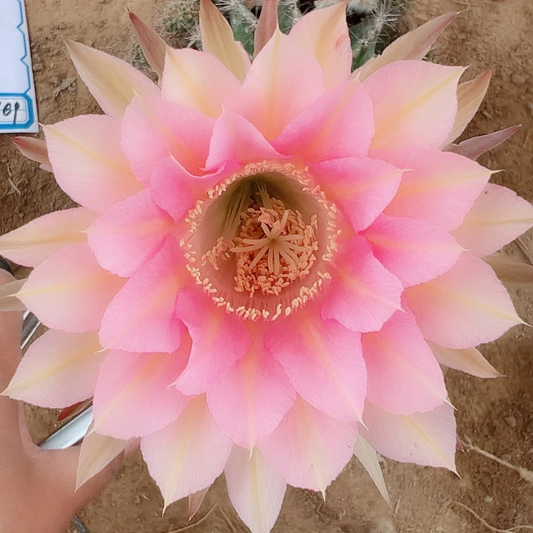 彩草彩草00000169