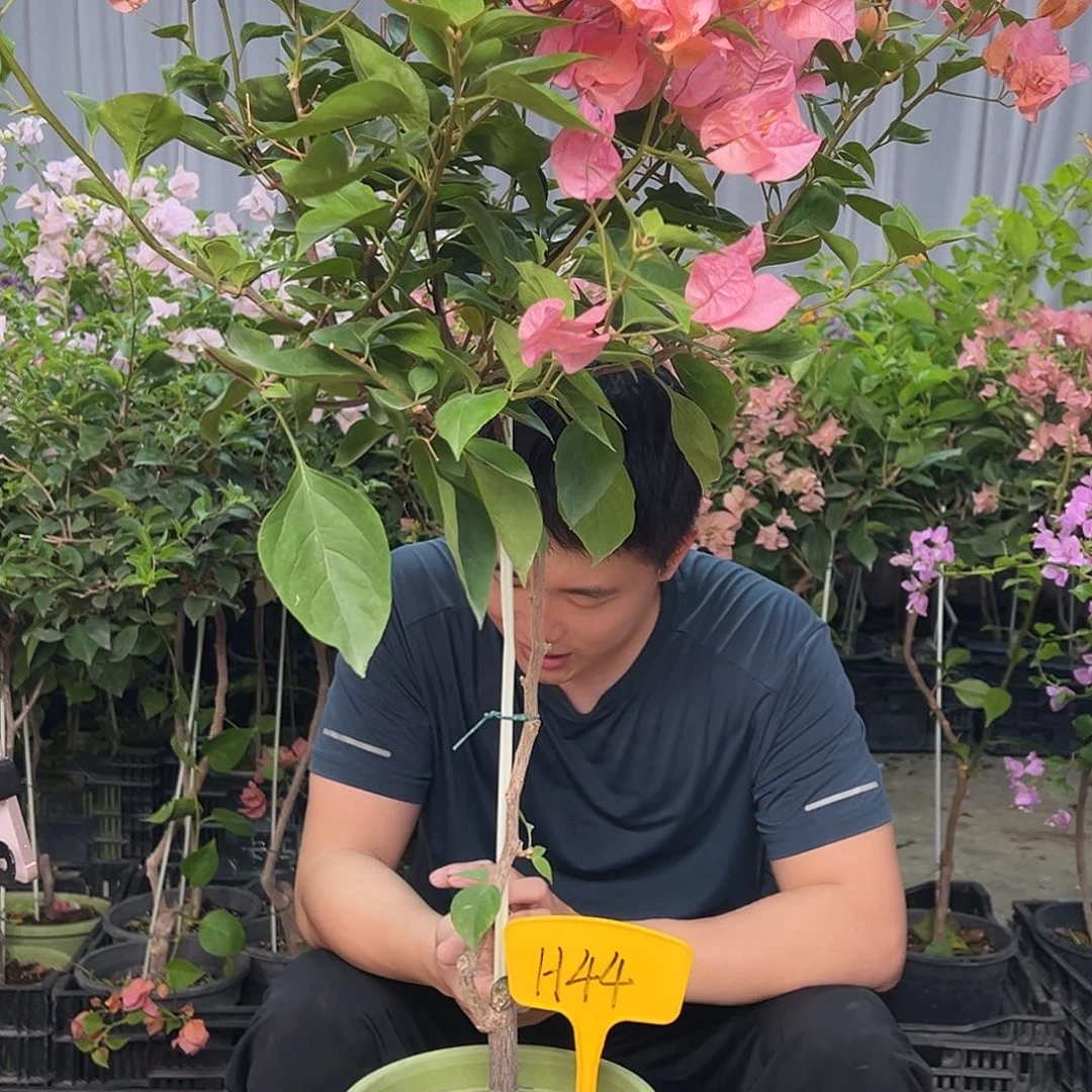 T***y当前无花栽培后可以开花H44波妹