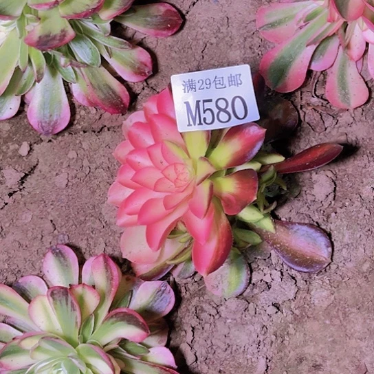 580韶华多肉植物