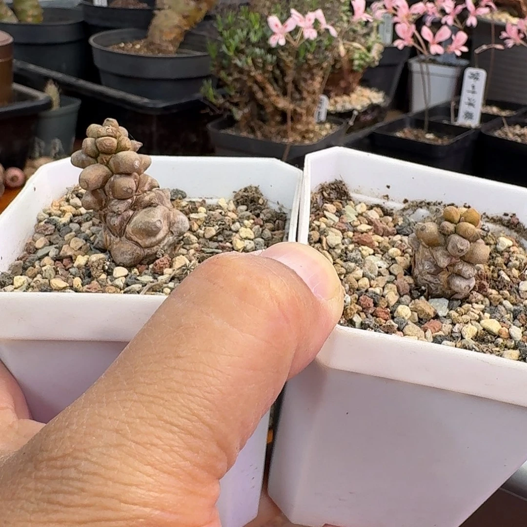 S***o蛮鬼塔两个带盆纯种