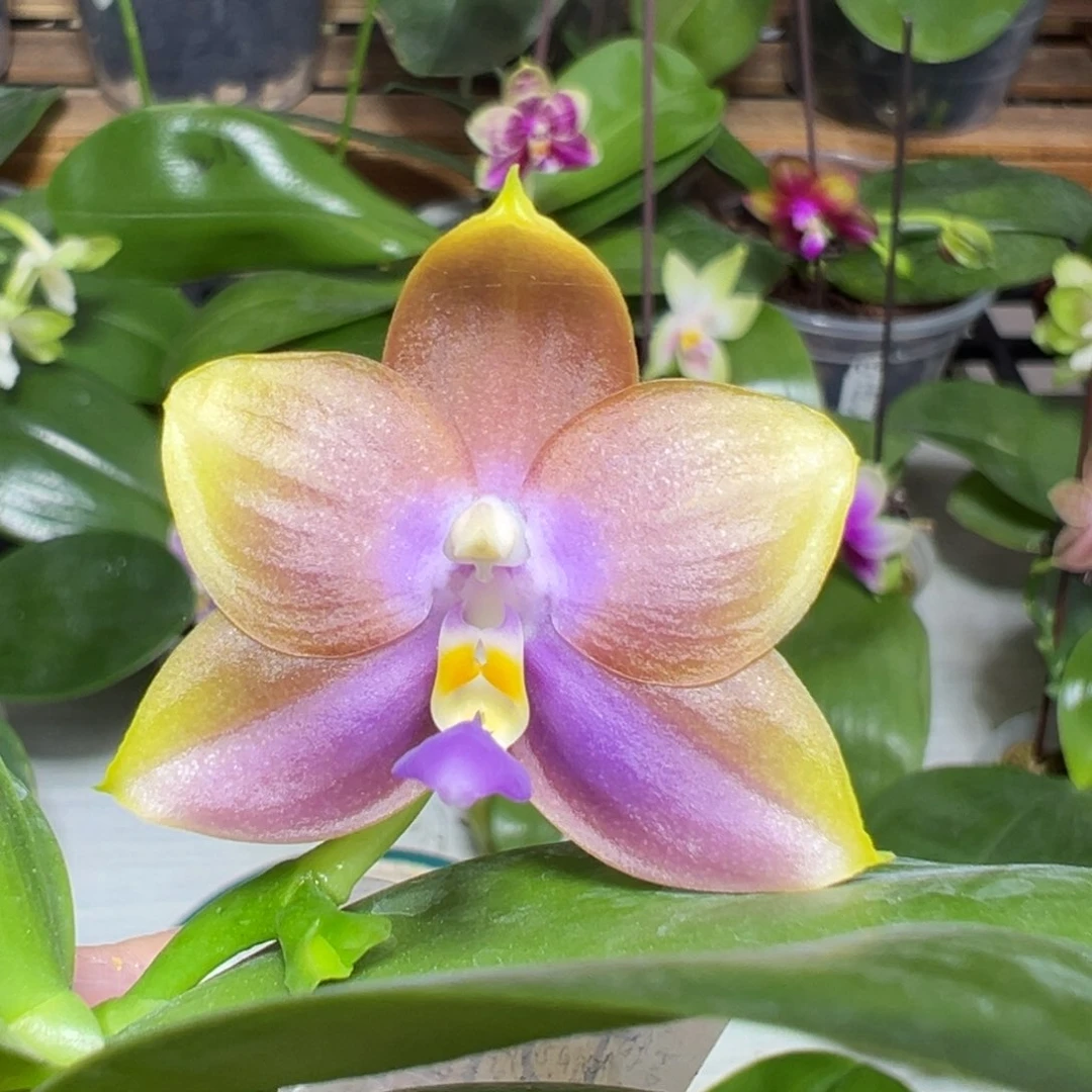 无花朵YC52实生有花