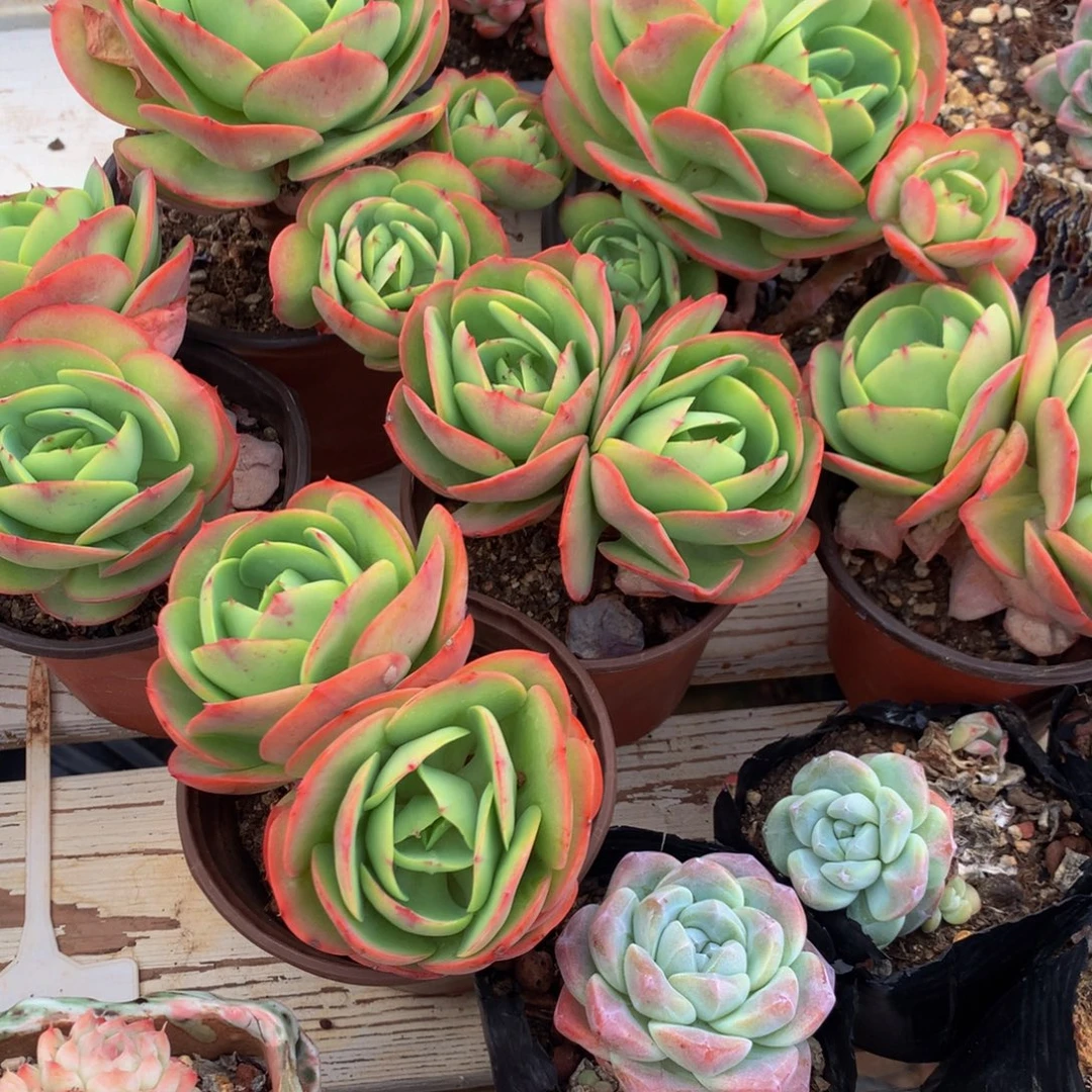 冰***冰碧桃6颗11111111111111