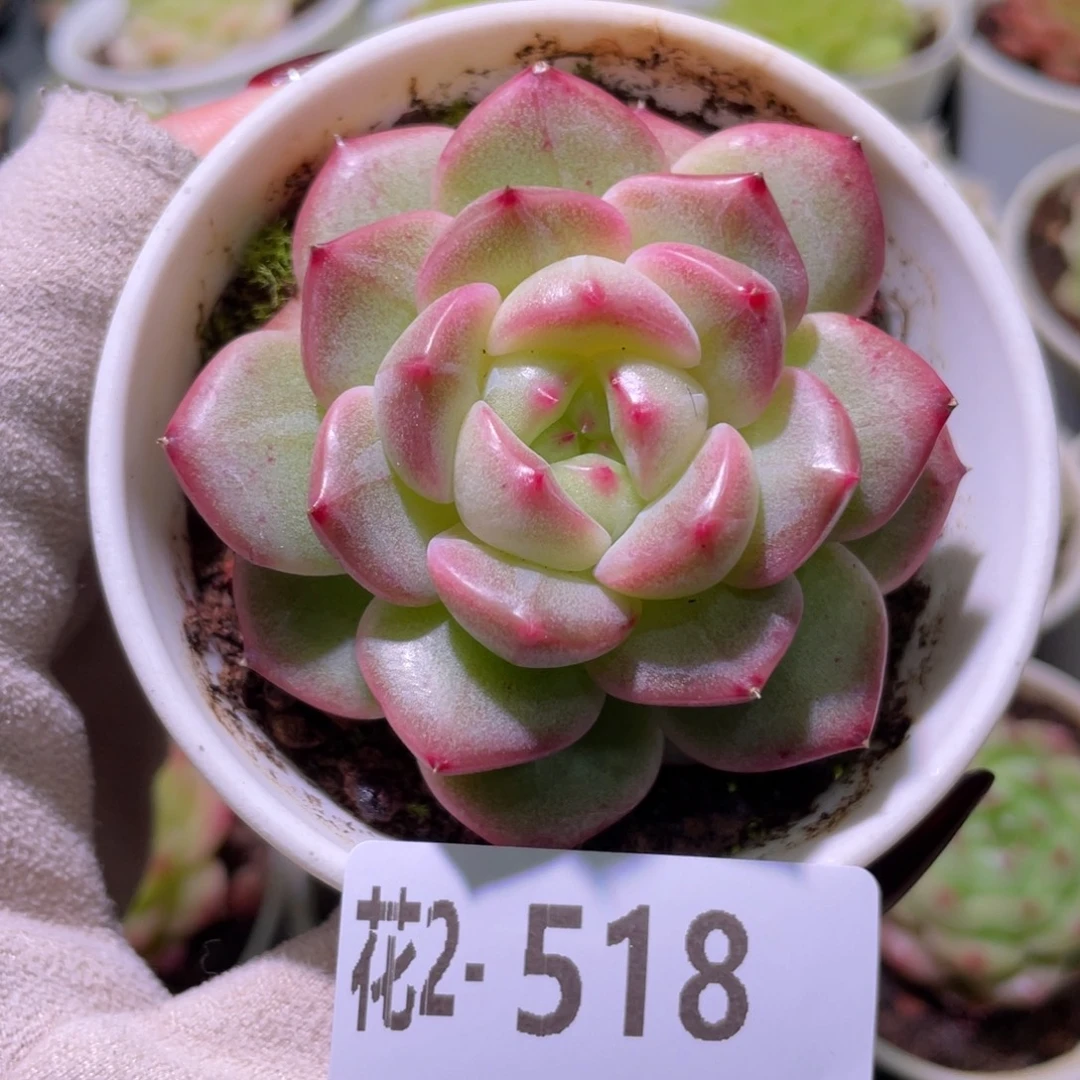 花利美2-518麦秆单头