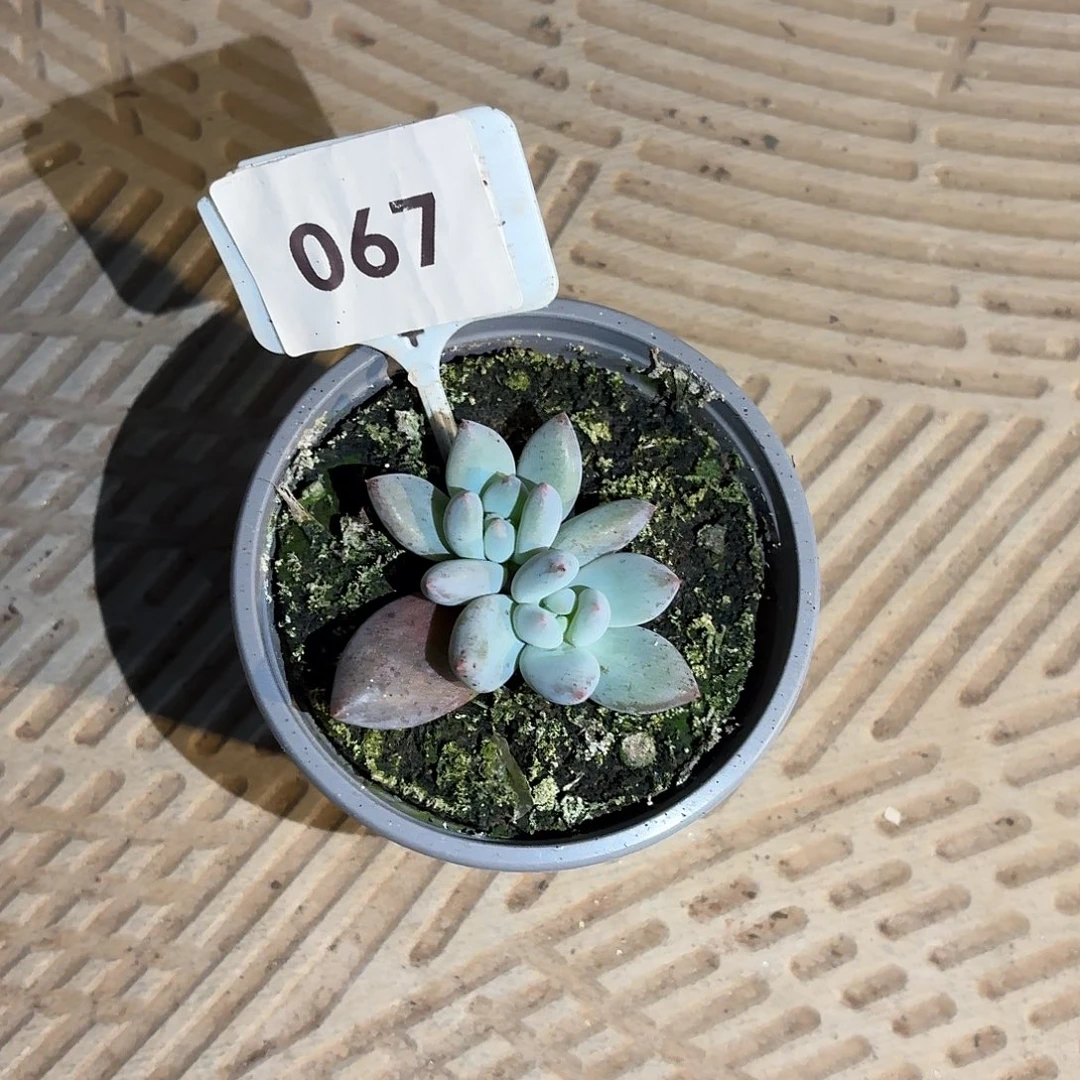 一***家开普敦12345678911111