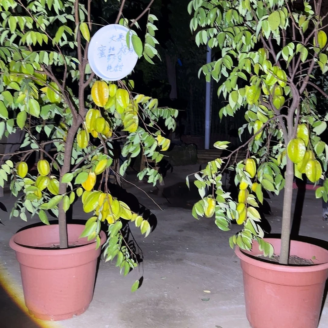 心***成金都一号果树11111111111