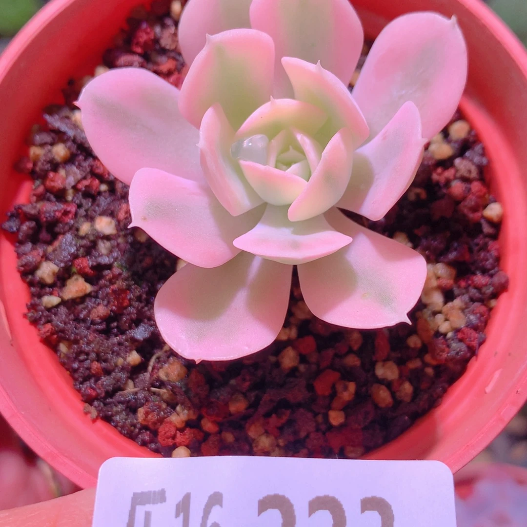 乐然16-223 鲁氏锦