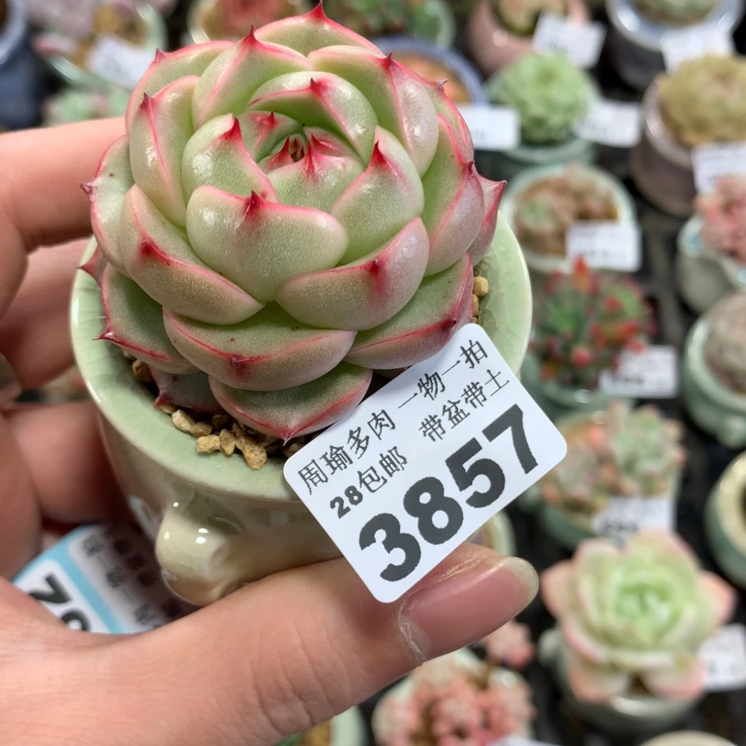 5厘米盆精控多肉3857