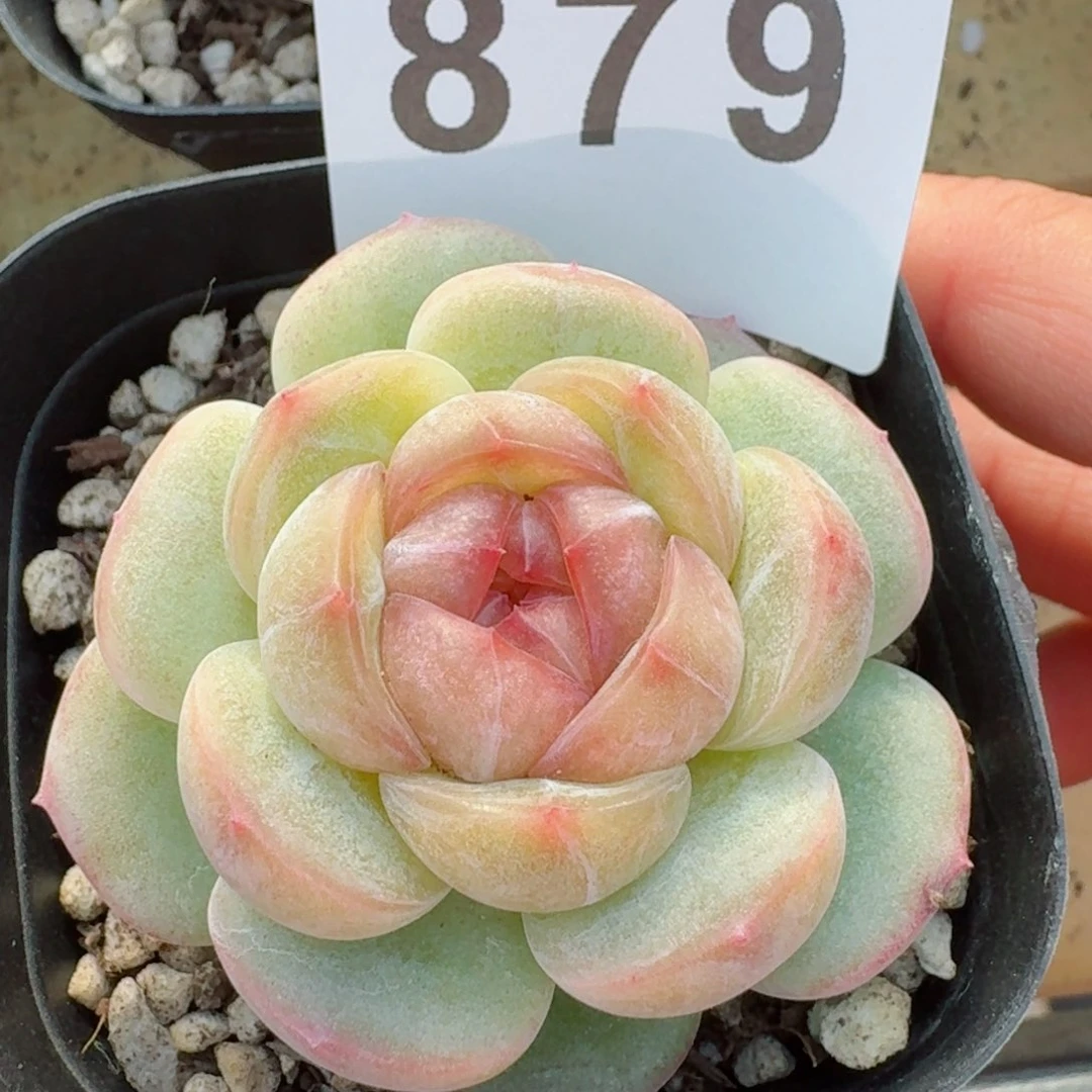 长相思珍妮         精品多肉