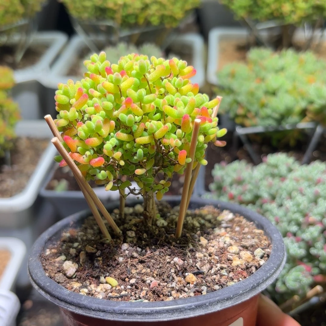 枝干番杏密橘糖球G486