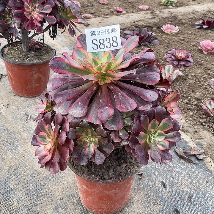 838美杜莎多肉植物