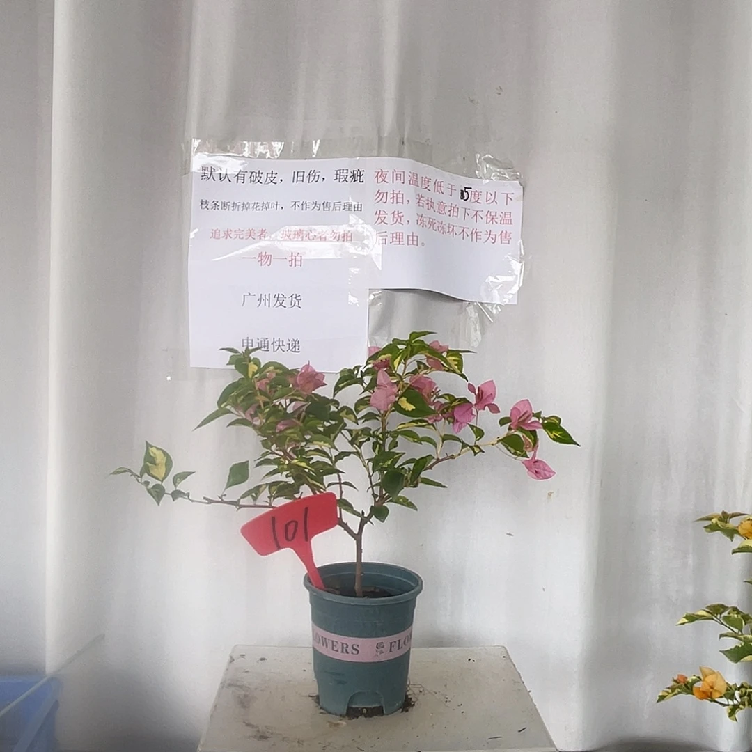 当前无花栽培后可以开花101金心橙白